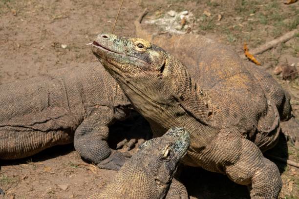 istock The ferocity of Komodo dragons 2180642143
