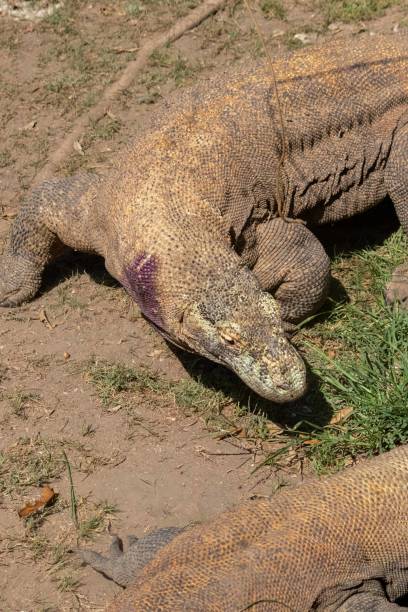 istock The ferocity of Komodo dragons 2180642335