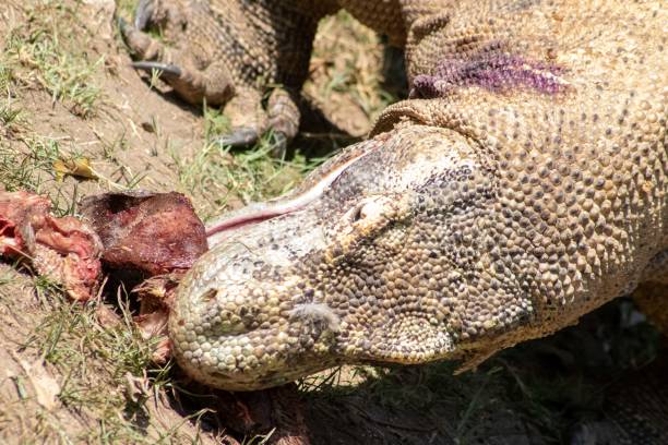 istock The ferocity of Komodo dragons 2180643097