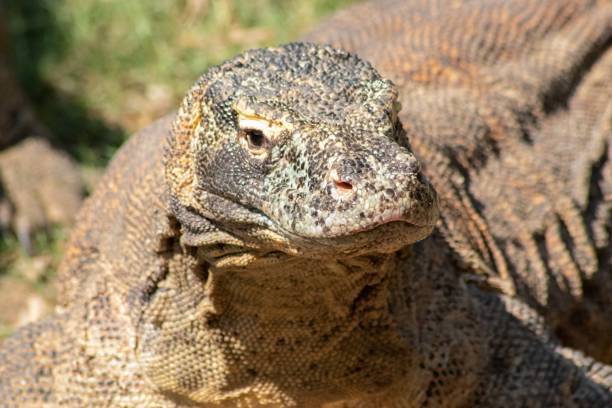 istock The ferocity of Komodo dragons 2180643610