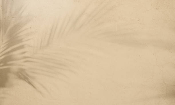 istock Beige plaster wall background beautiful lights and shadows of leaf 2180646496