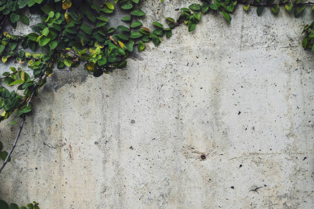 istock Green leaves Ivy tree creeping on brick wall texture background. 2180646650