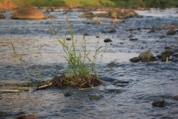 Gentle Water Flowing Over a Mossy Rock in a Lush Green Environment Providing a Serene and Tranquil Natural Scene