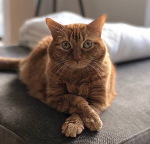 istock Orange tabby cat with paws crossed 2180649474