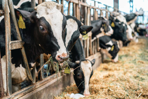istock Cows in a row grazing in a barn 2180650244