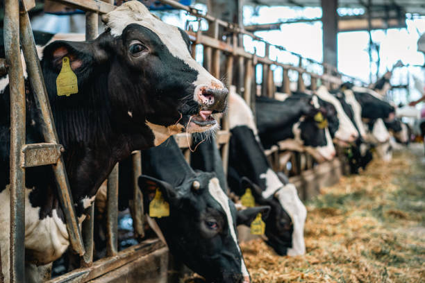 Shot of a herd of cows in an enclosure at a dairy farm