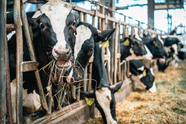 istock Cows in a row grazing in a barn 2180650247