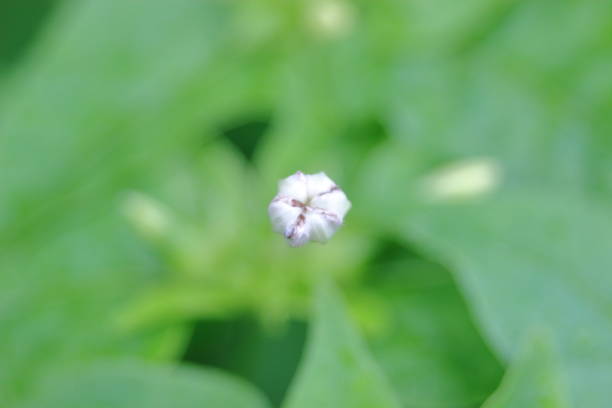 istock Mirabilis jalapa in Macro 2180651438