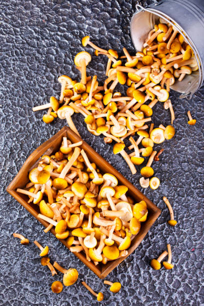 istock Harvest of autumn forest mushrooms 2180655791