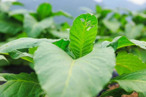 Tobacco leaf plant grow at field