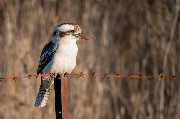 Kookaburra on a barbed wire fence