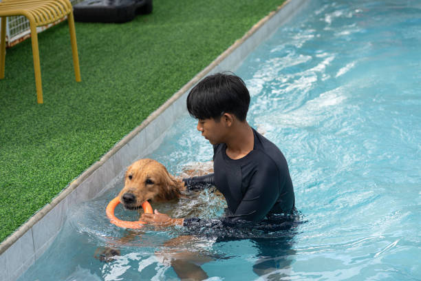 istock Golden retriever with trainer in swimming pool 2180666035