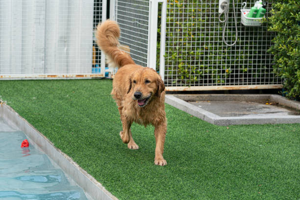 Golden retriever in swimming pool