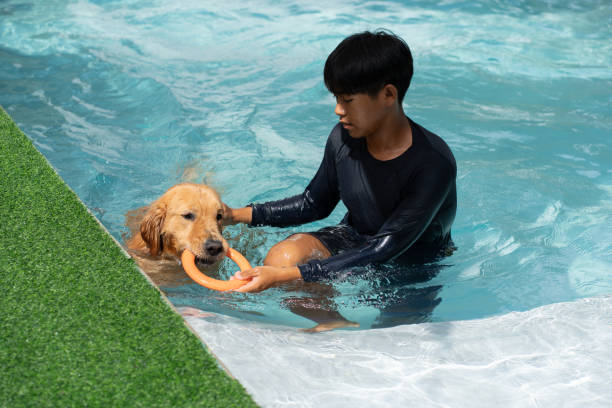 istock Golden retriever with trainer in swimming pool 2180666038