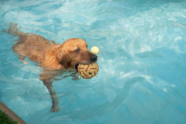 istock Golden retriever in swimming pool 2180666049