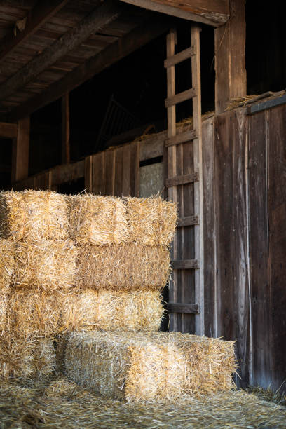 istock Hay bales in an old barn 2180668679