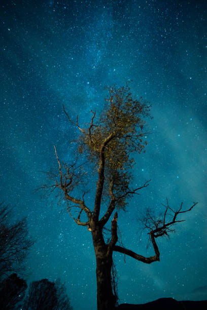 istock Eerie tree under the Milky Way 2180668707