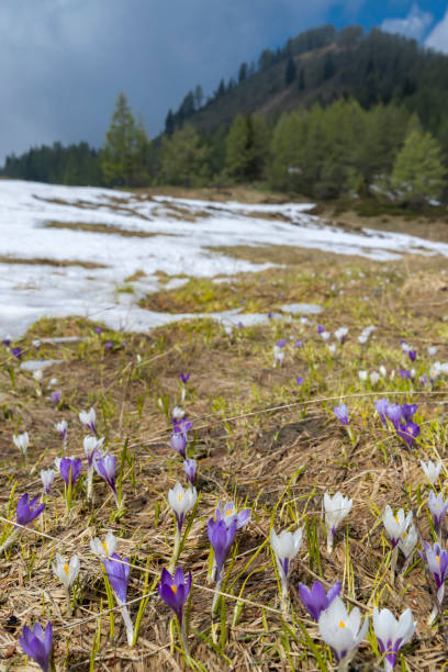 Beautiful, purple and white saffron flowers on a mountain highlands grow out of snow, Velika Planin mountain. Kamnik–Savinja Alps northeast of Kamnik