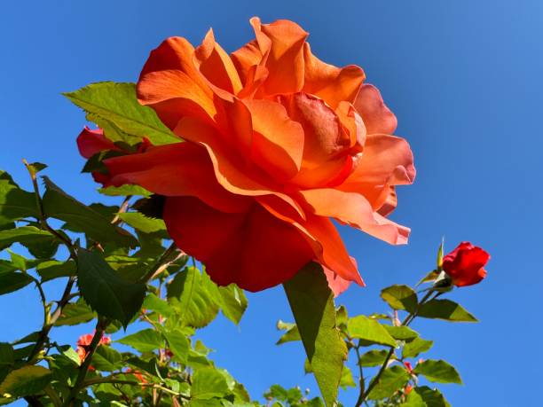 Beautiful rose flower against blue sky