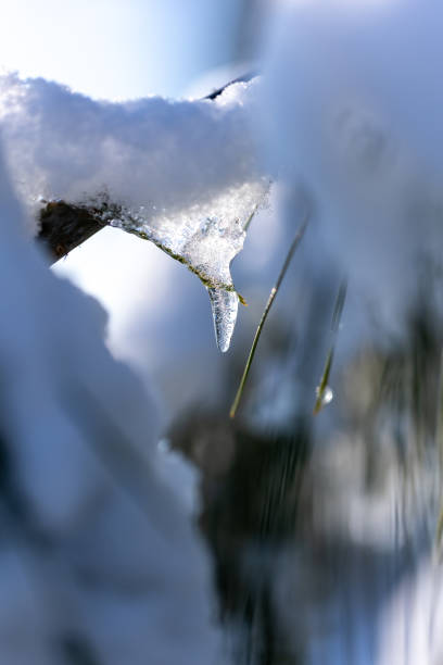 Snow gently rests on the pine branches, contrasting with the clear sky above, capturing the tranquil beauty of a winter day.