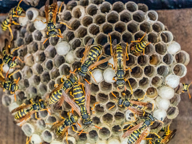 istock Close-Up of a Wasp Nest with Active Wasps – Captured by Noa Nick 2180671995