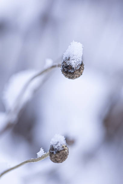 Delicate plant buds are dusted with a light layer of snow, set against a soft, blurred winter background. The tranquility of the early morning enhances the beauty of nature's frost.