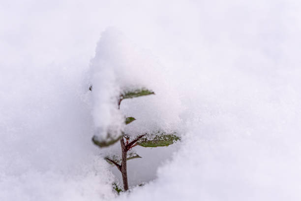 Withered leaves and leaves with a layer of snow on top are captured in a tranquil setting, showcasing winter's beauty as snowflakes gently cling to plants.