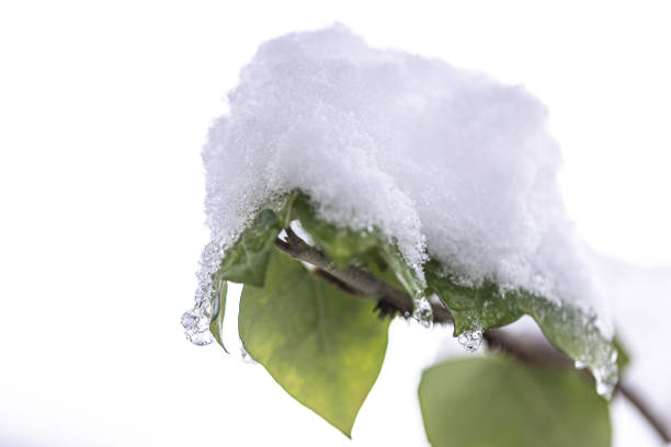 istock Snow resting on green leaves during winter with a gray background 2180672155