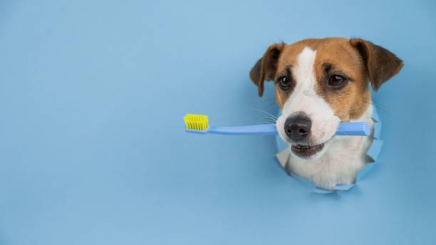 istock The muzzle of a Jack Russell Terrier sticks out through a hole in a paper blue background and holds an orange toothbrush. 2180672339