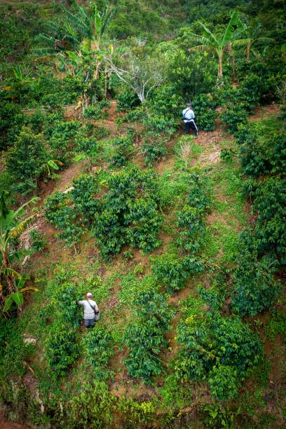 istock Coffee Harvest on a Lush Hillside 2180673279