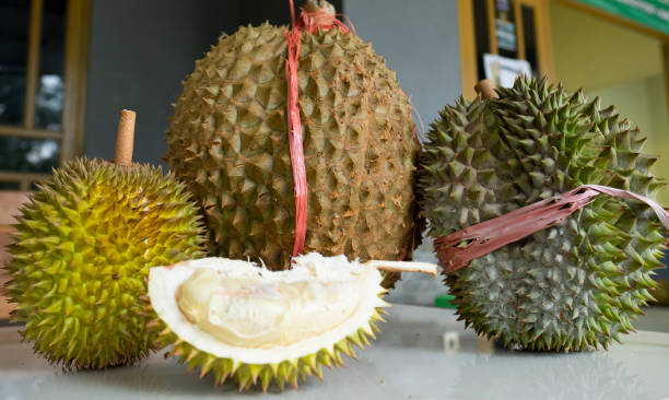 istock Variations of Types of Durians 2180673739
