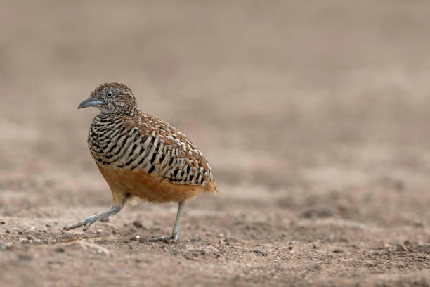 istock Barred buttonquail, Turnix suscitator,Male, Bhigwan, Maharashtra, India 2180674613