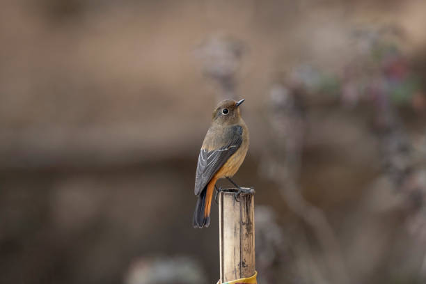 A black redstart sitting on a fence, green background, sunny day