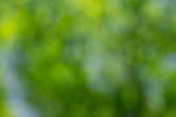 istock Green bokeh background and sunlight 2180674915