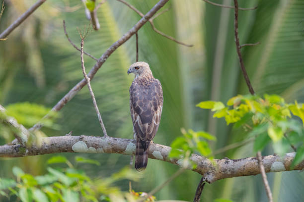 istock Andaman Islands, India, Changeable Hawk Eagle, Nisaetus cirrhatus 2180676669