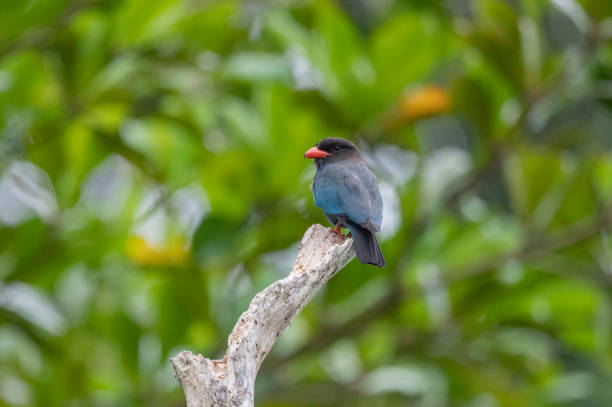 istock Andaman Islands, India, Dollar Bird, Eurystomus orientalis 2180676685