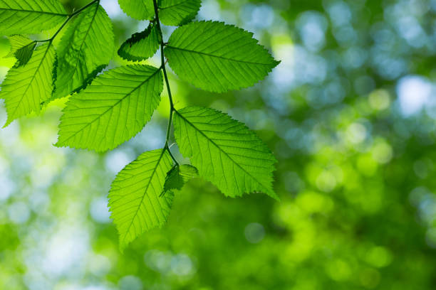istock green leaves on the green backgrounds 2180676890