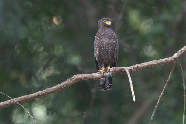 istock Andaman Islands, India, Andaman Serpent Eagle, Spilornis cheela 2180677962