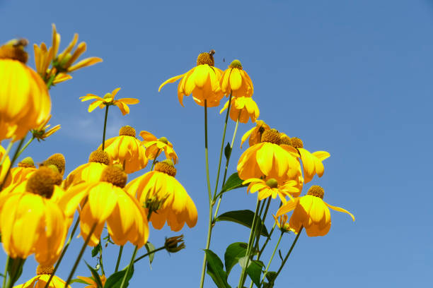 Blooming yellow coneflower, flowers, blue sky, Germany