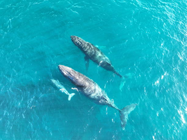 istock Whale family 2180678270
