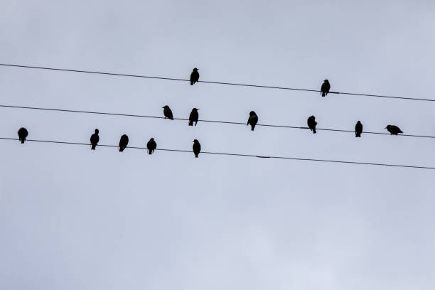 istock Birds sitting on electric wires and an overcast sky 2180678281