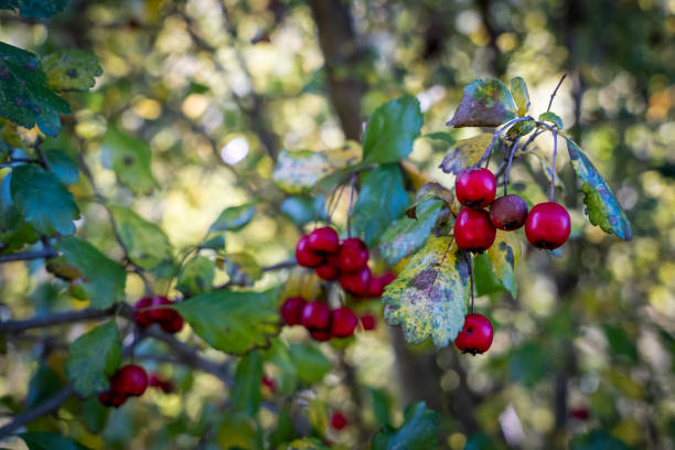 Wild berries in the fall on the tree, wild small apples on the tree close-up