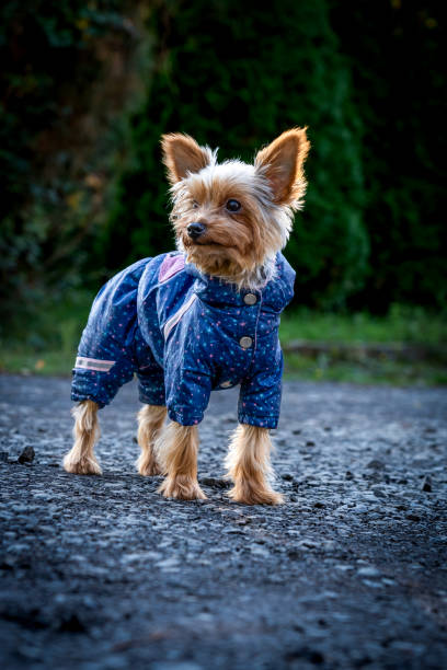 istock A small Yorkshire terrier dog dressed in a blue suit next to it 2180682880