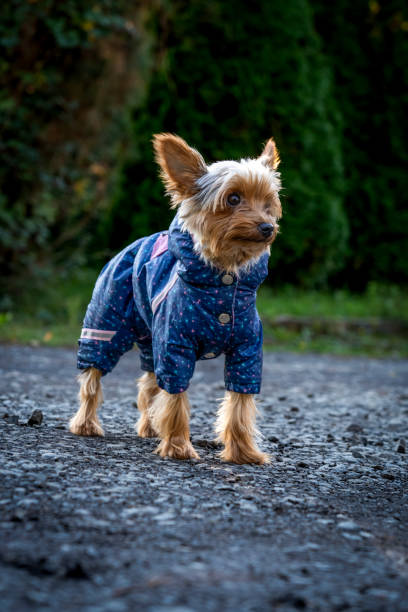 istock A small Yorkshire terrier dog dressed in a blue suit next to it 2180682887
