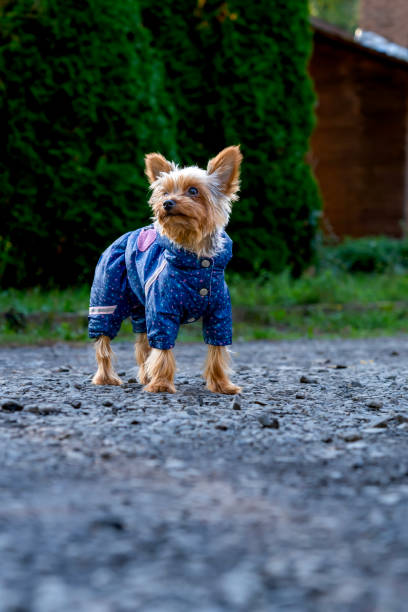 istock A small Yorkshire terrier dog dressed in a blue suit next to it 2180682889