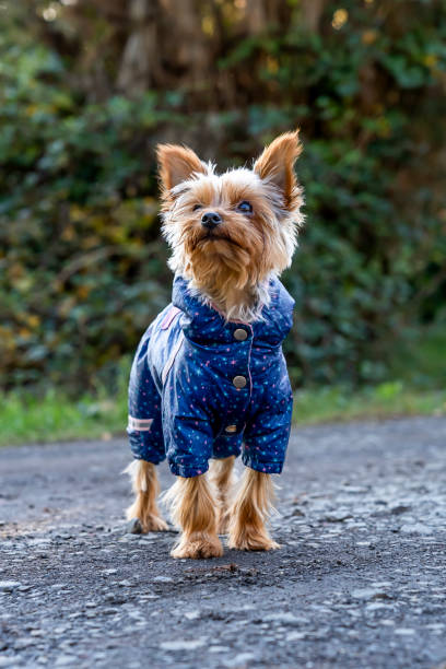 istock A small Yorkshire terrier dog dressed in a blue suit next to it 2180682897