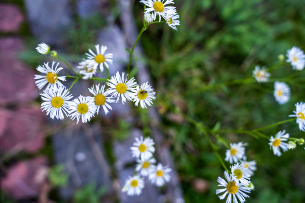 istock Blossoming wild white and yellow chamomile flowers on green leaves and grass background in summer. 2180683094