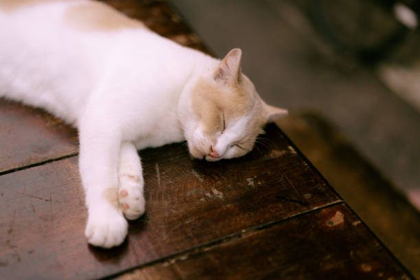 Sleeping Cat on a Wooden Table