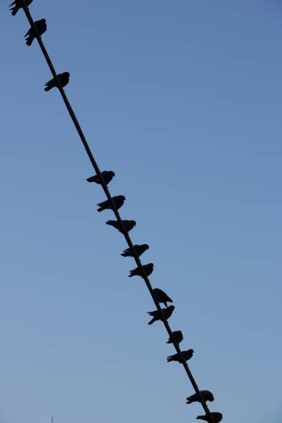 Row of birds laid on an electric cable with blue sky.