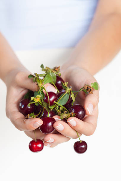 Cherry Farm Harvest